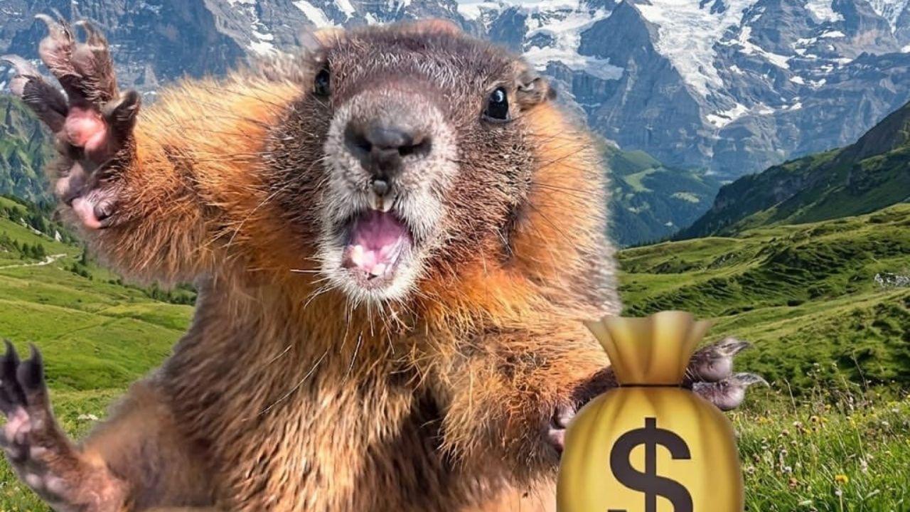 Foto mostra uma marmota na natureza.